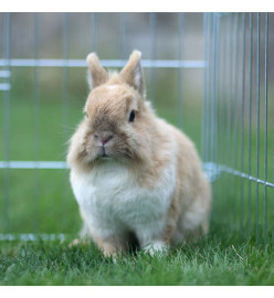 Kerbl Enclos extérieur pour petits animaux avec barrière de séparation