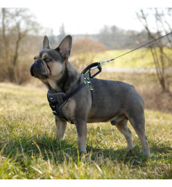 Kerbl Harnais de sécurité d’auto à animaux de compagnie 50-65 cm Noir