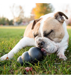 Kong Jouet pour chien Extreme Noir XXL