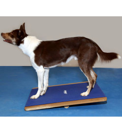 FitPAWS Planche à bascule grande 75x75 cm Bleu