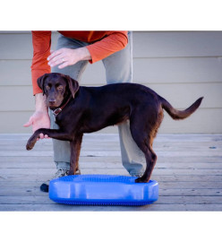 FitPAWS Plate-forme d'équilibre pour animaux K9FITbone PVC Bleu ciel