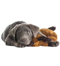 Snuggle Puppy Kit de début de soin des chiots